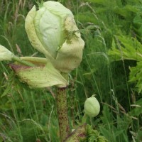 Giant Hogweed